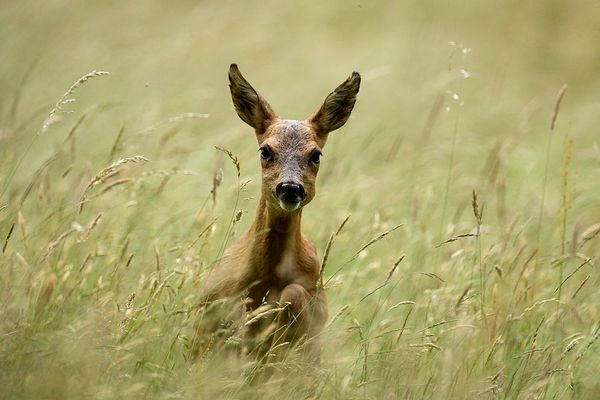 image nature pascal gadroy